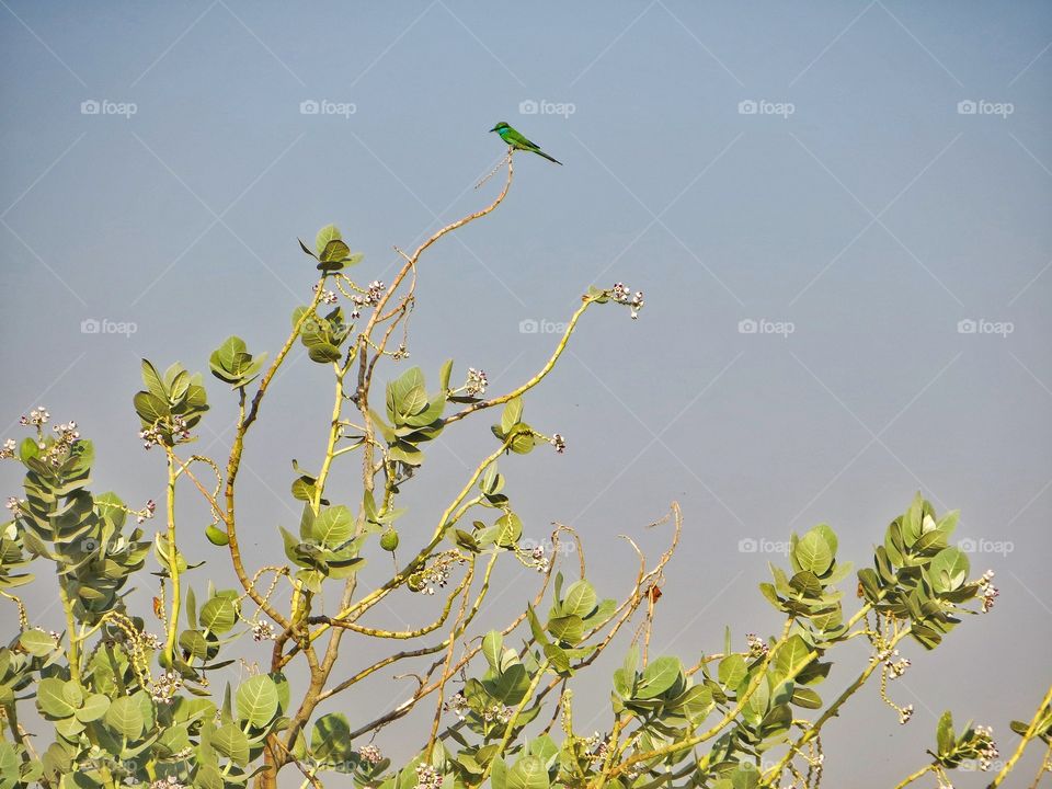 Green bee eater
