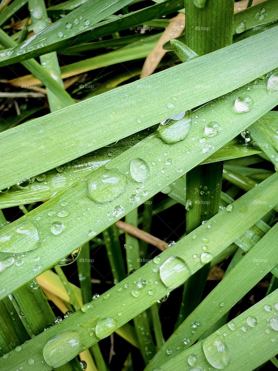 Water droplets on leafs