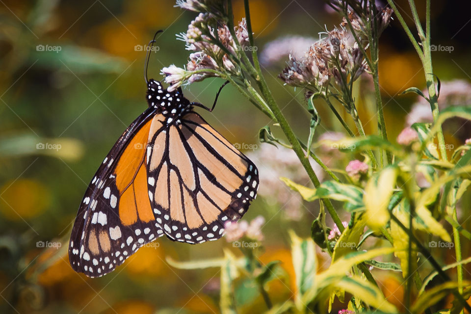 Monarch Butterfly
