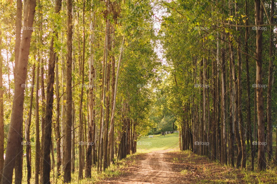 estrada com pinheiros