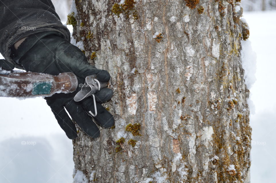 Tapping the maple tree