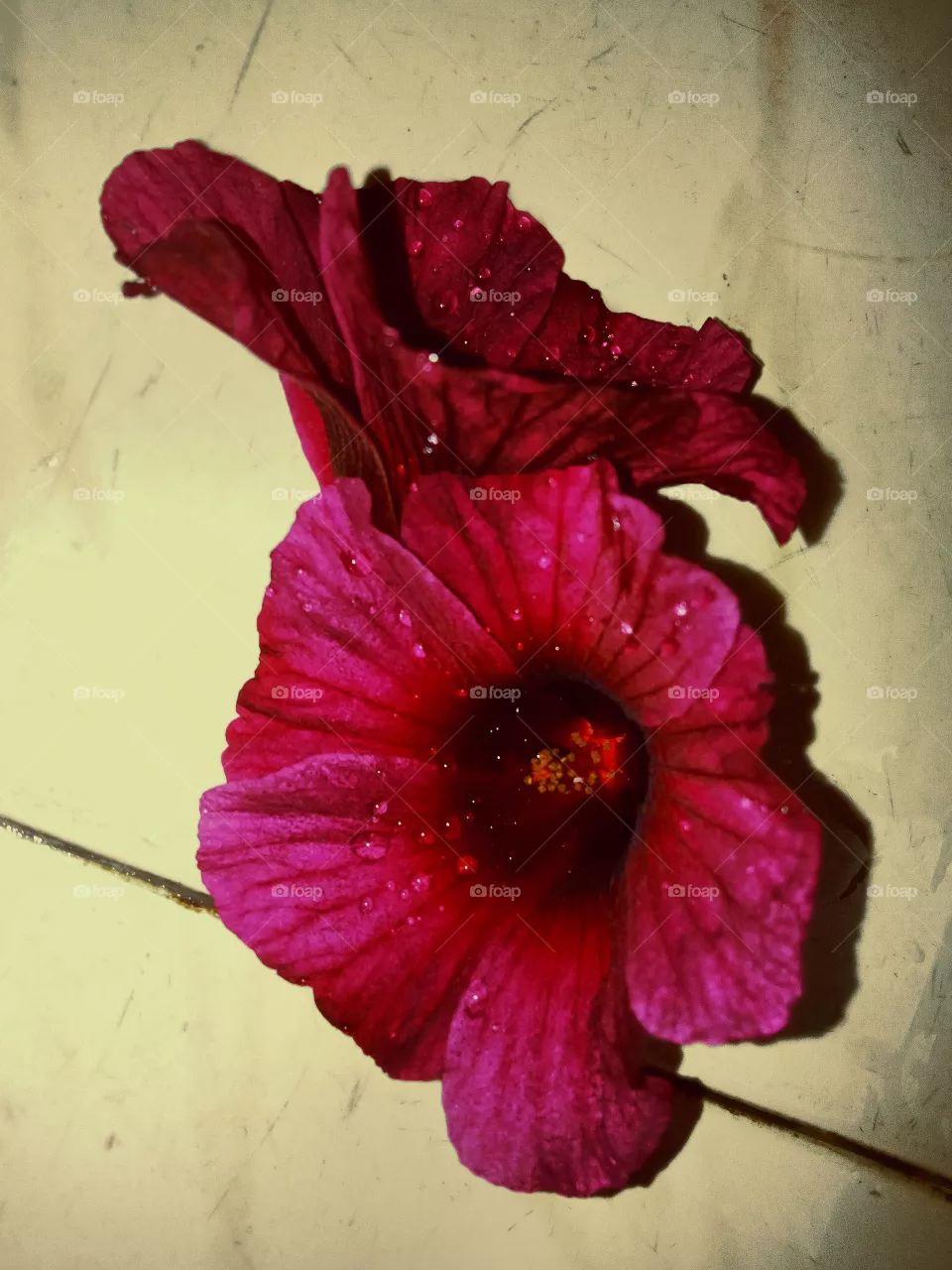 red flower 💐