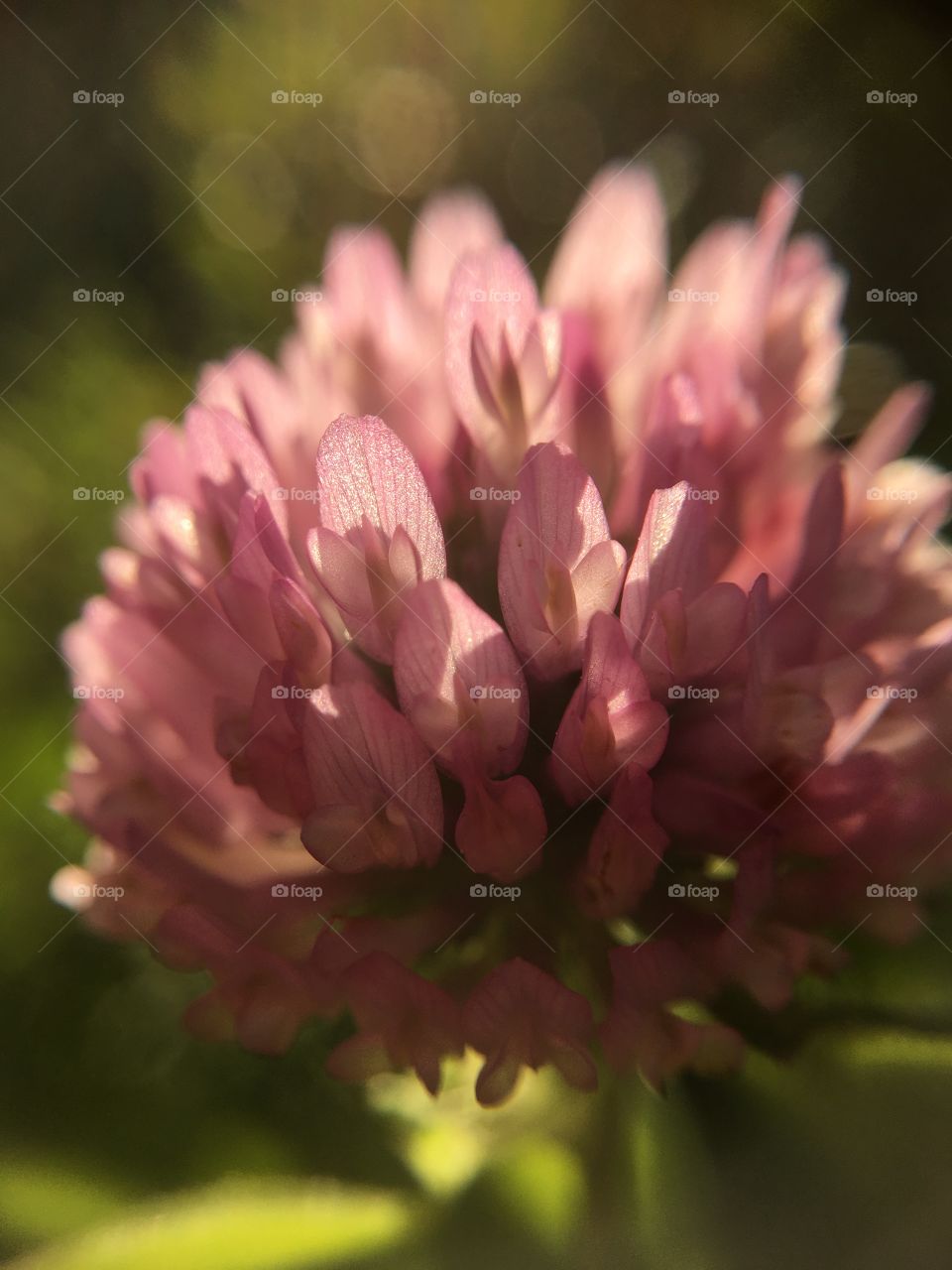 Light through clover 