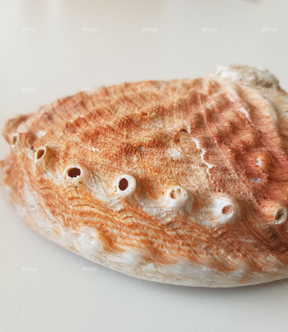 Studio shot of seafood