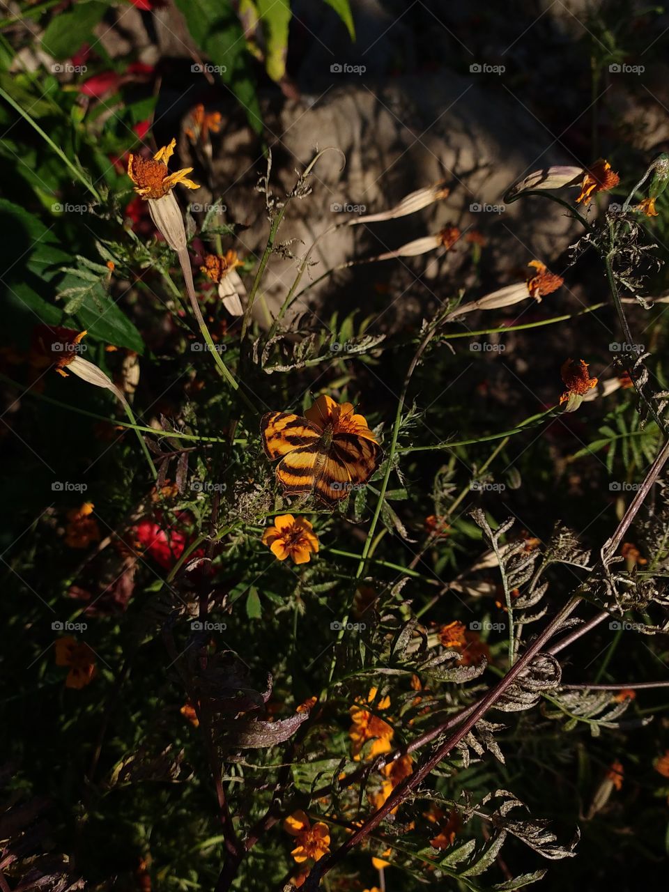 Thanks to this beautiful butterfly for letting me shoot it generously after a long and patient attempt