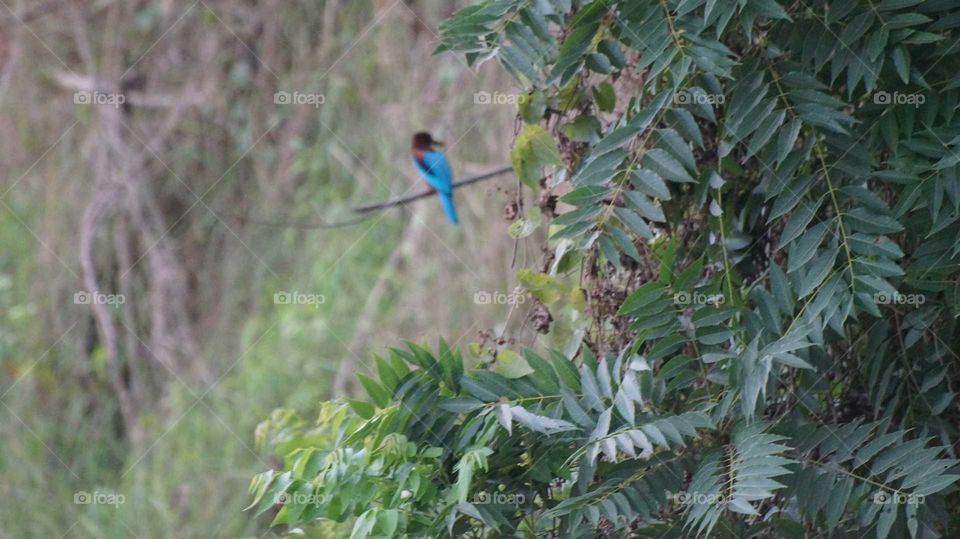 The blue brown kingfisher