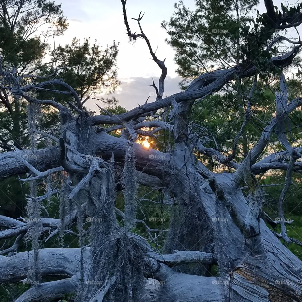 sunset behind dead tree
