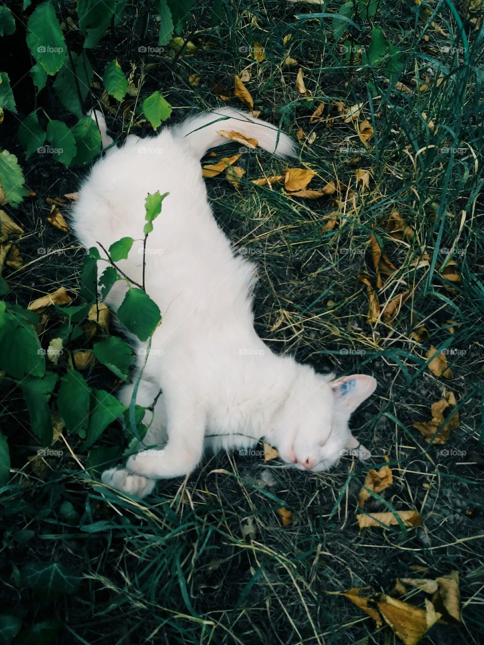 sleeping cat