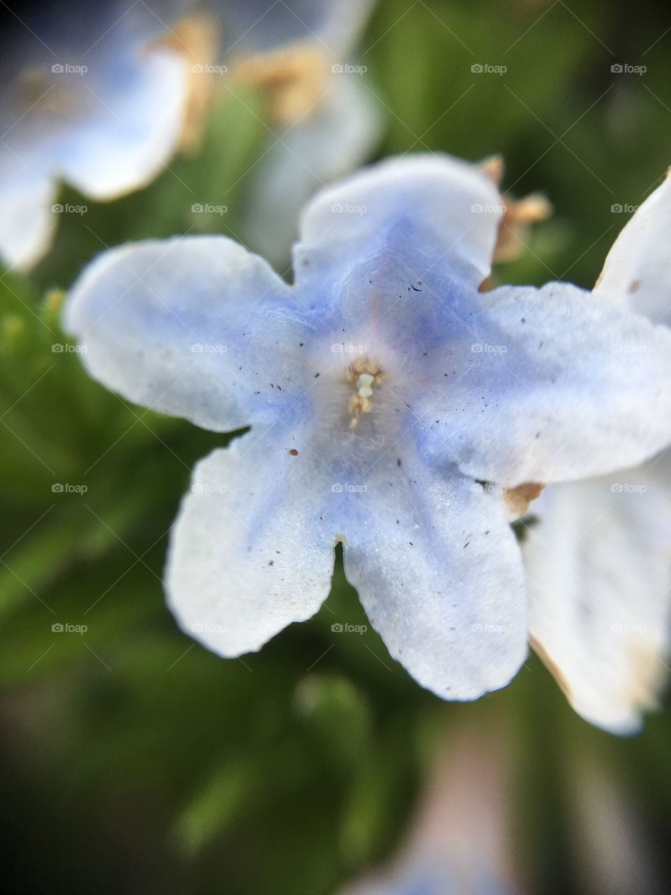 Light blue macro closeup