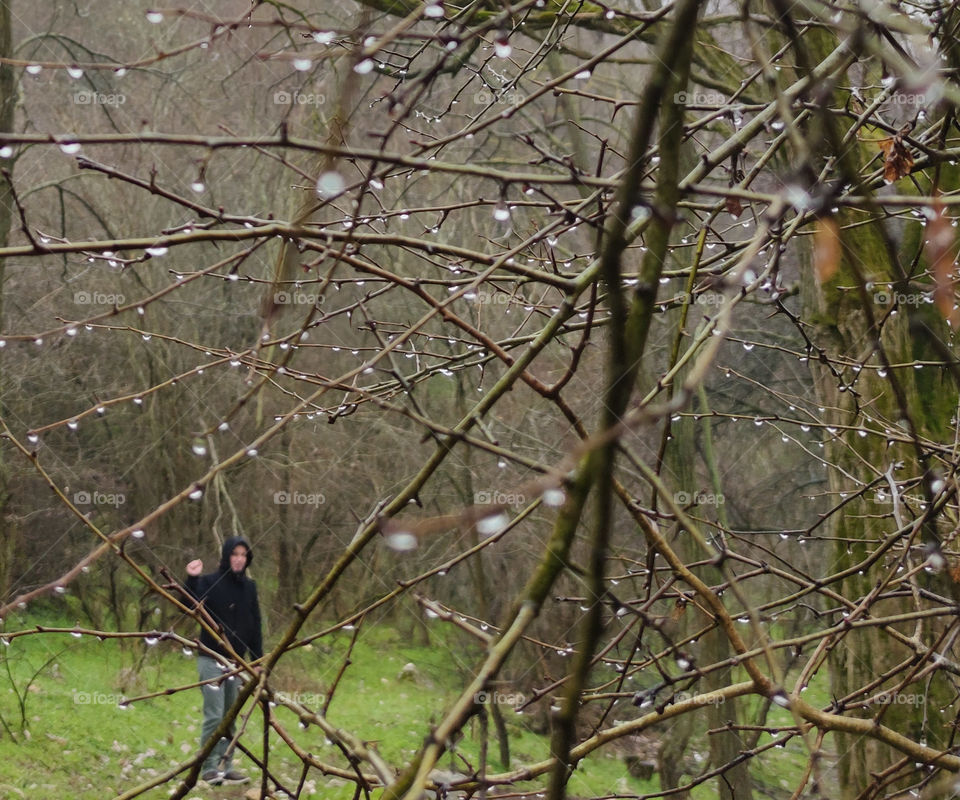 Spring rain in the forest