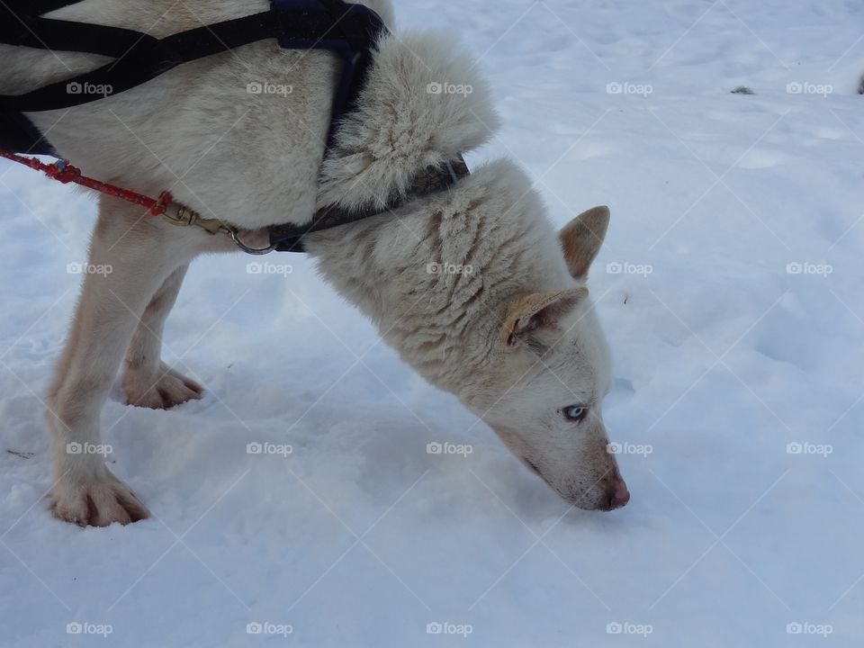 Husky adventure 