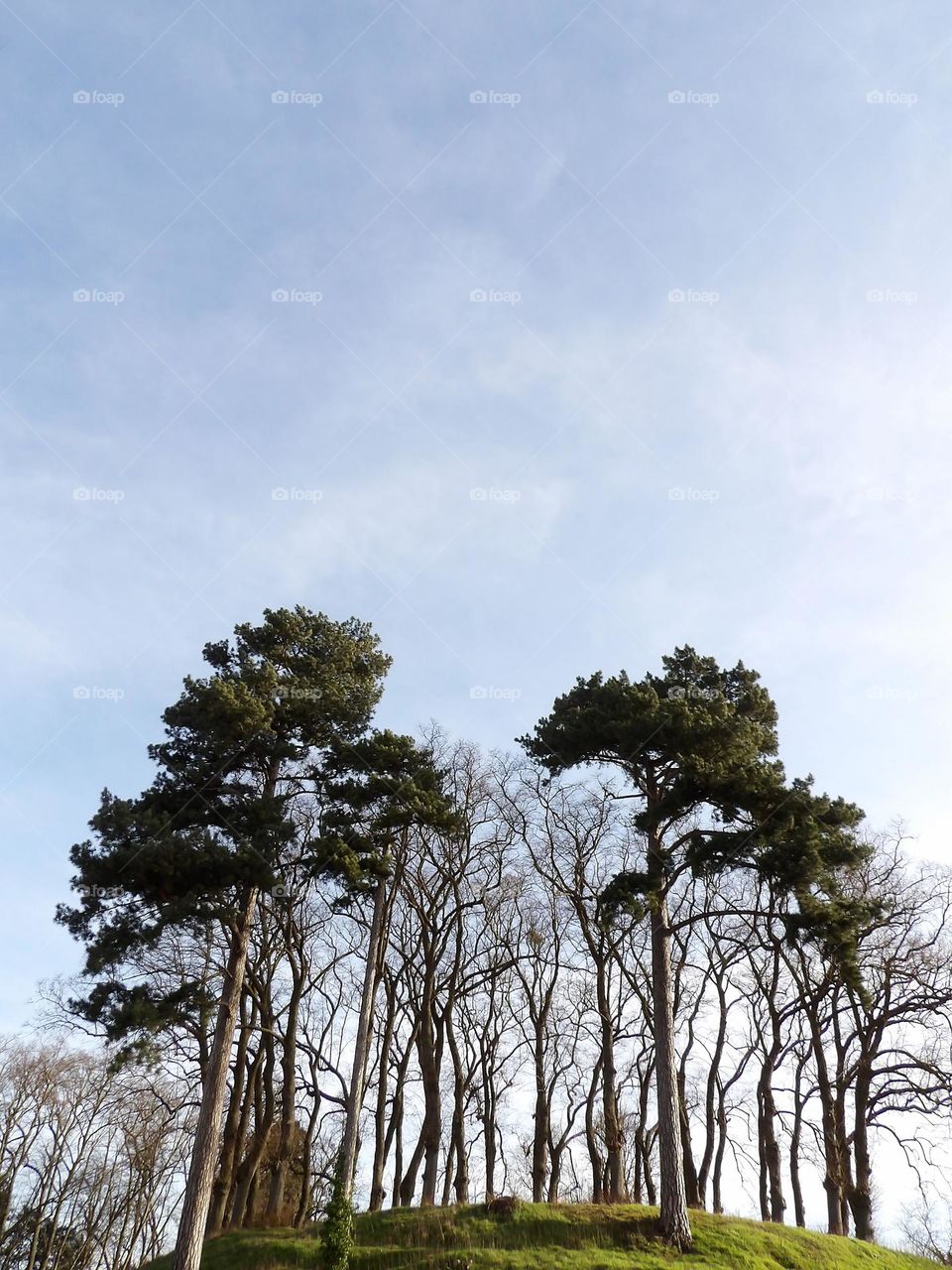 Tall trees on hillock