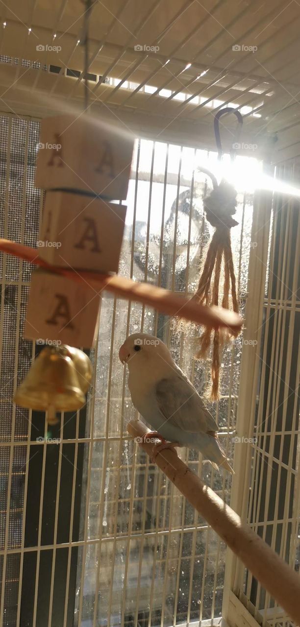 At noon in love birds in the sunshine.Lovely, beautiful.