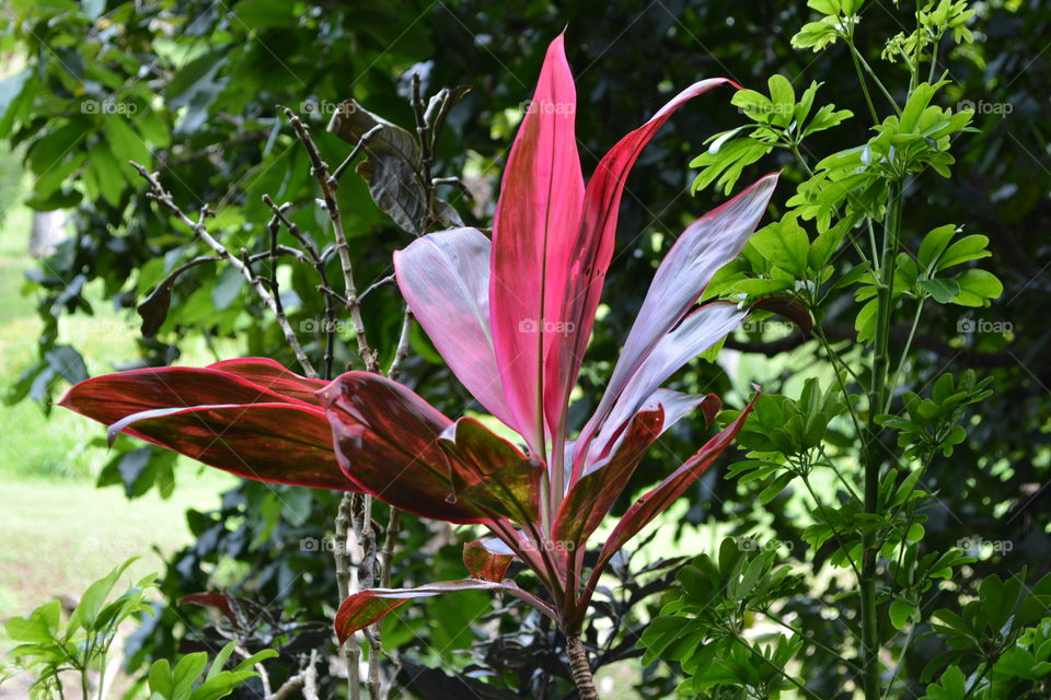 Red variegated tropical plant