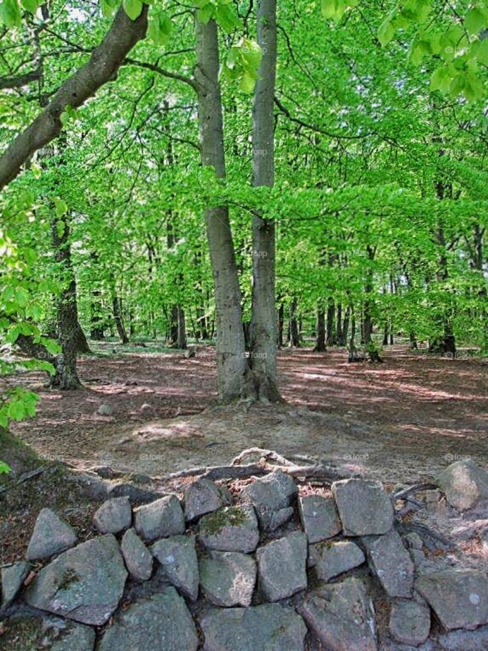 Beeches in Springtime