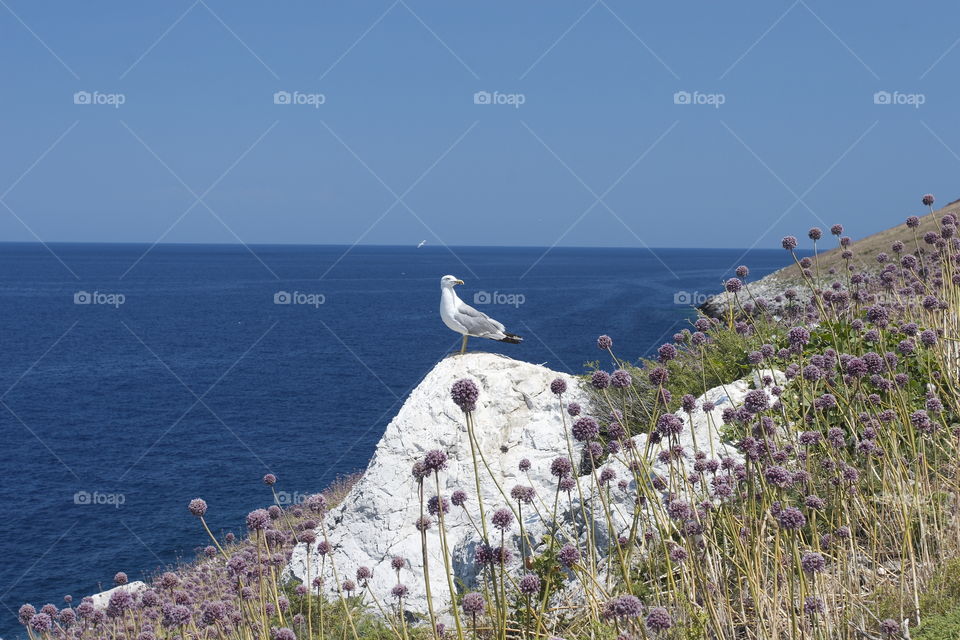 palagruza island at adriatic sea