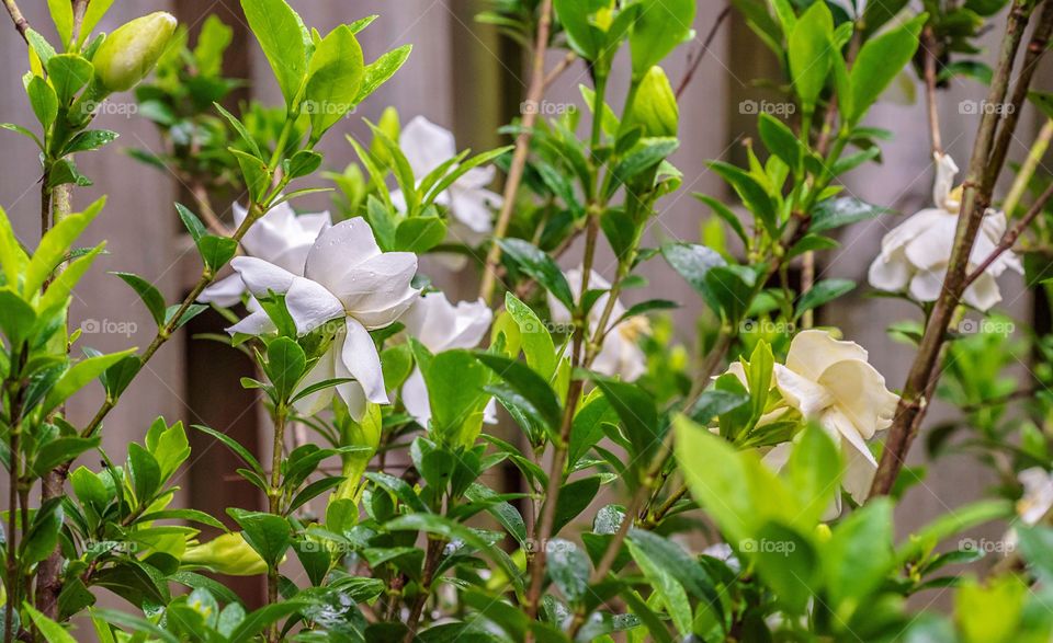 Gardenia shrub