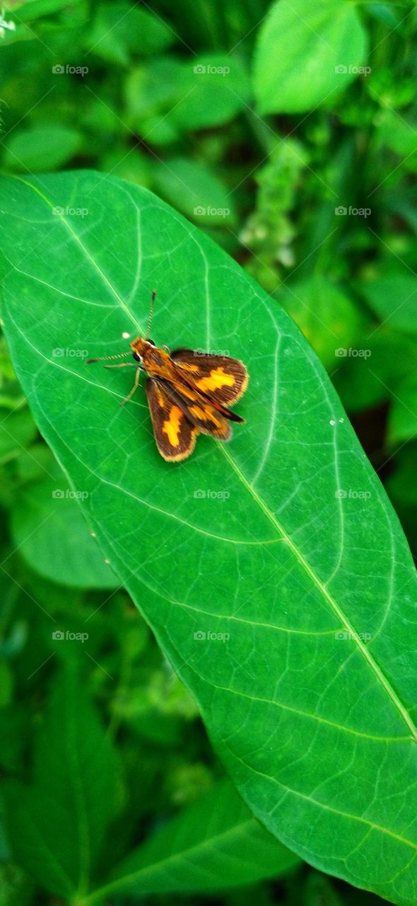Potanthus omaha commonly known as the little arrow is a species of skipper butterfly.