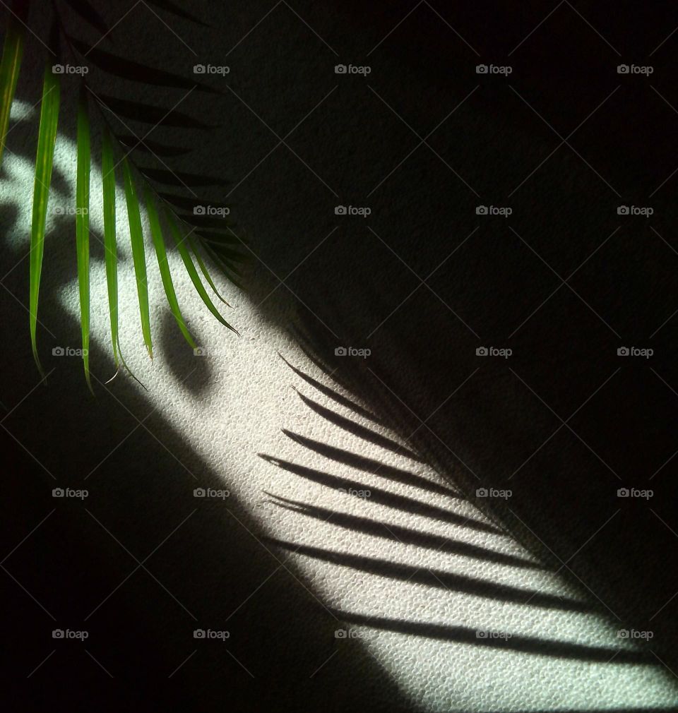 Trees shadow on wall