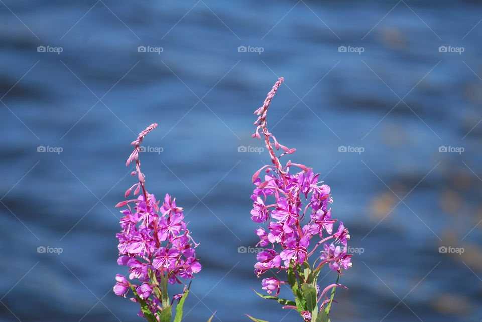 Flowers on the dock