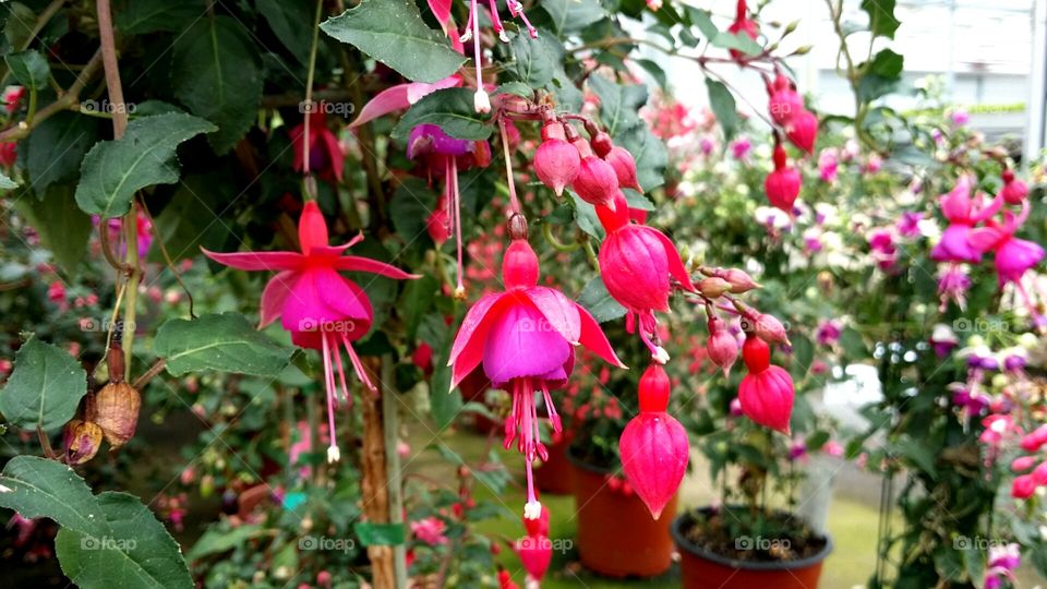 Summer fuchsia