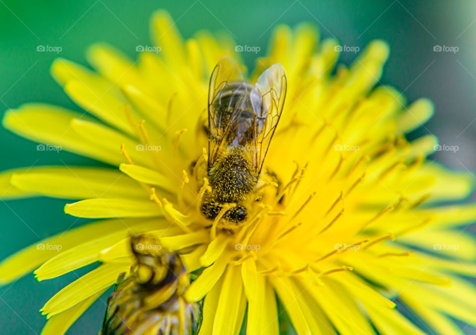 Bee on the flower