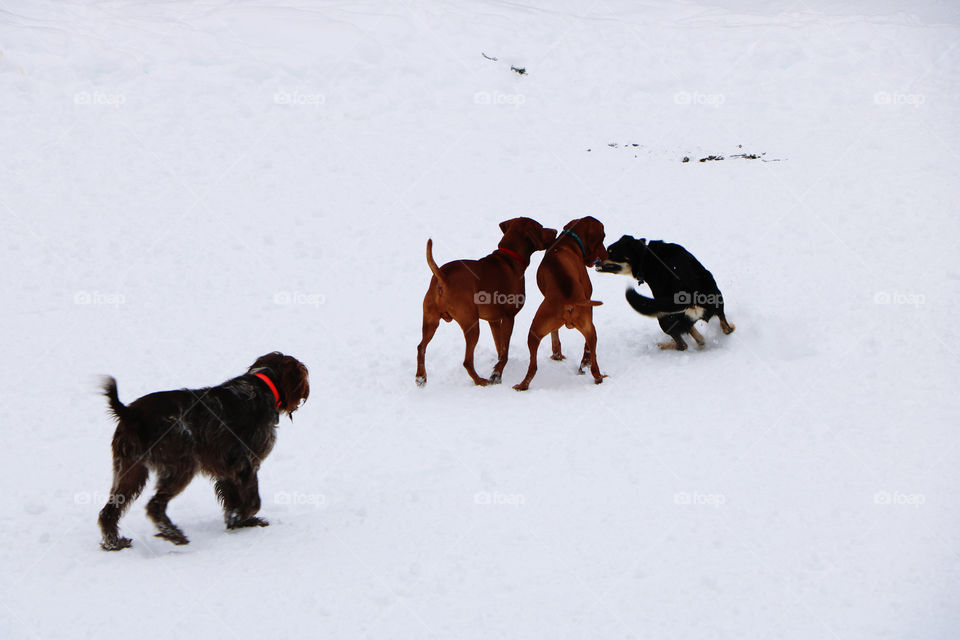 Dogs playing on the snow