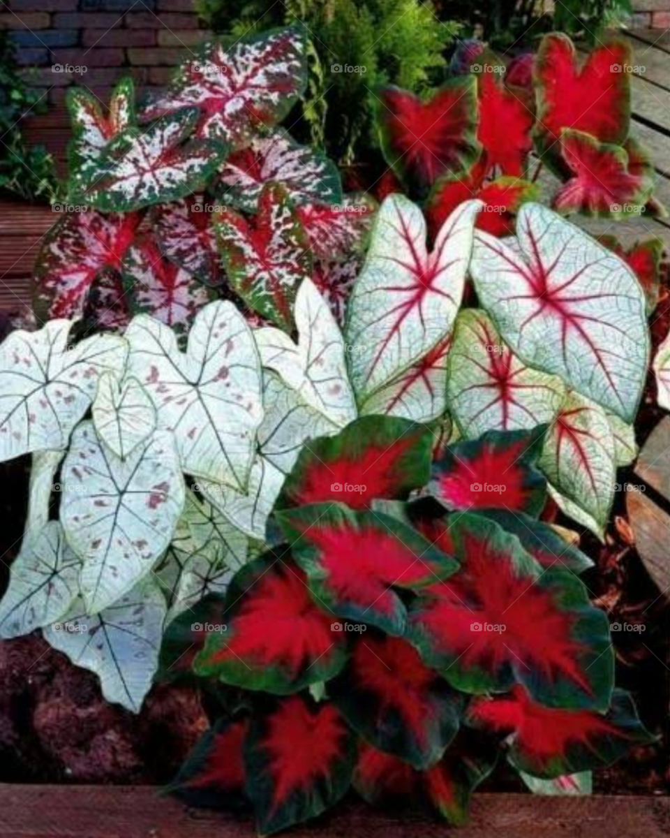 Caladium