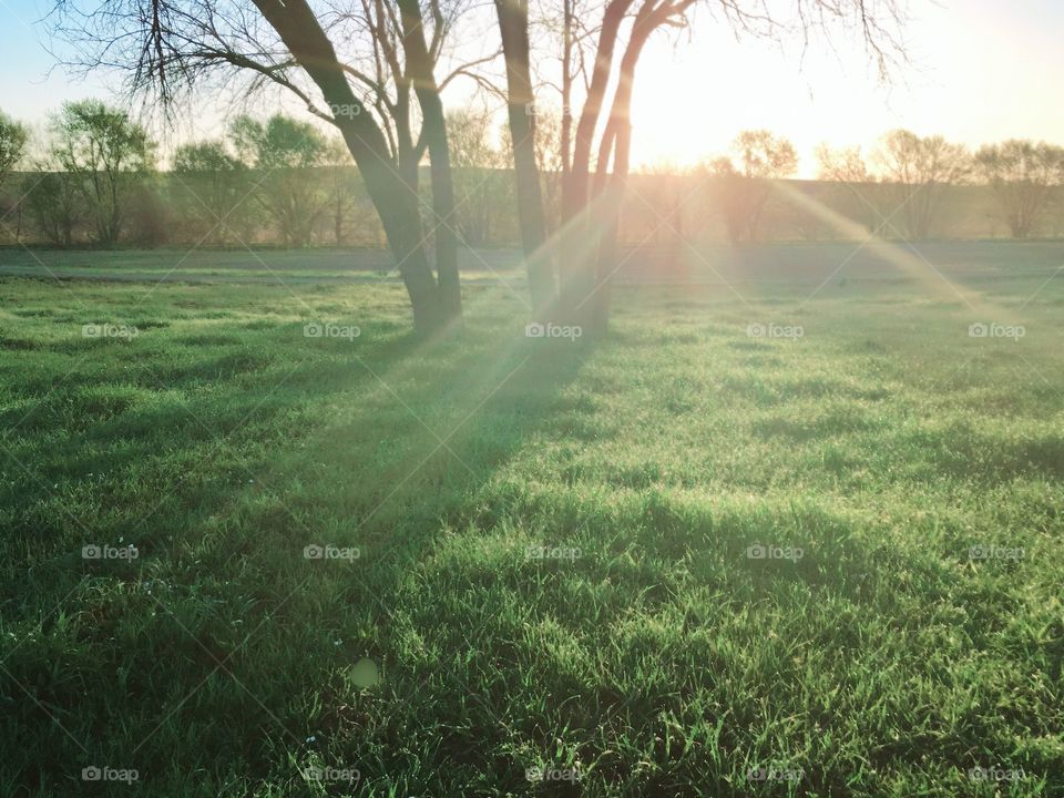 Sunlight streams across lush dewy grass on a spring morning in the country 