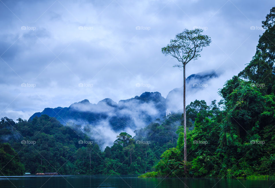 View of trees during foggy weather