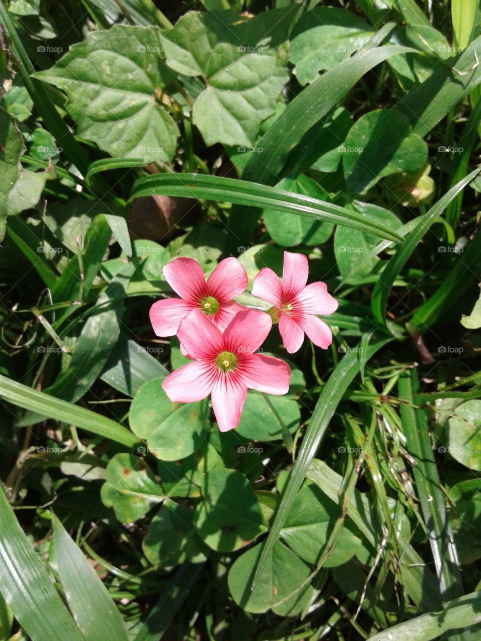 ÖKOLOGY ENVIRONMENT BOTANICAL NATURAL FLOWER