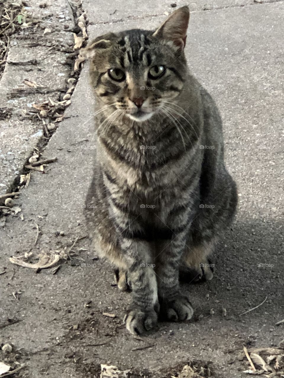 cute neighbor cat