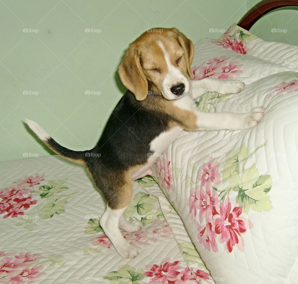 Nap beagle