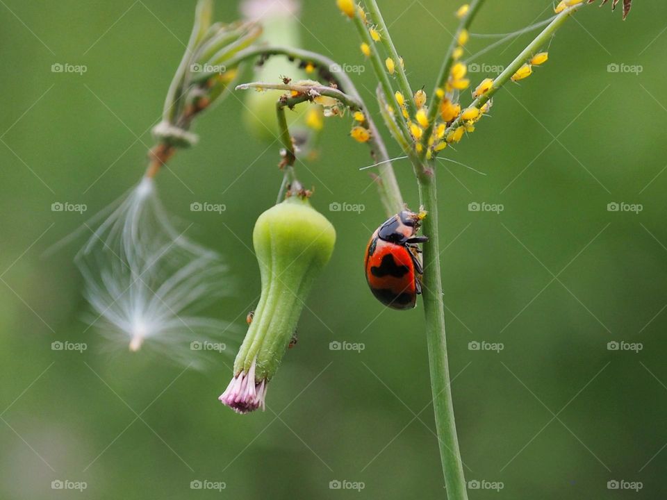 ladybug and flower