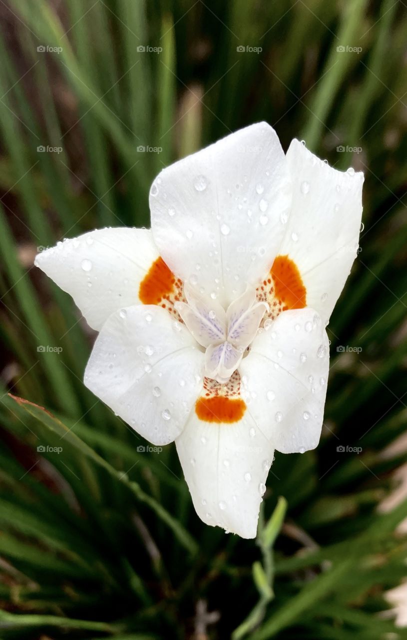 🌹 🇺🇸 Very beautiful flowers to brighten our day.  Live nature and its beauty. Did you like the delicate petals? / 🇧🇷 Flores muito bonitas para alegrar nosso dia. Viva a natureza e sua beleza. Gostaram das pétalas delicadas? 