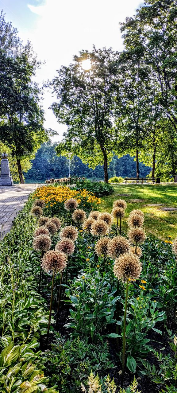 Avenue of fluffy flowers ...