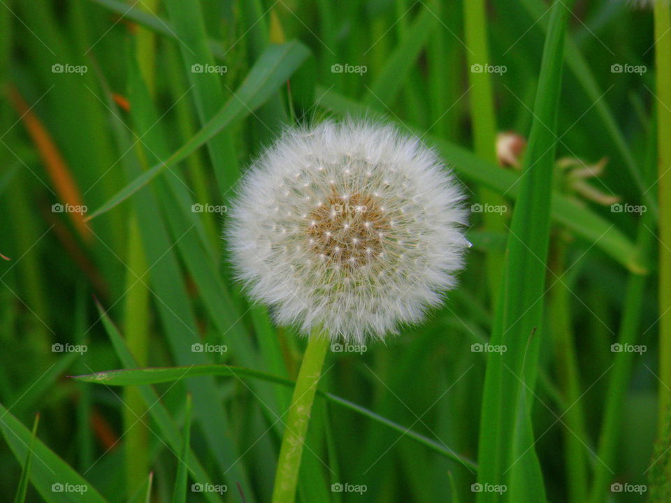 Dandelion seeds