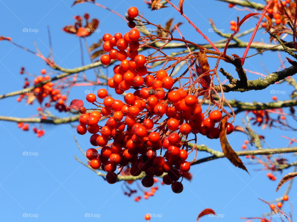 Close-up of rowan berry