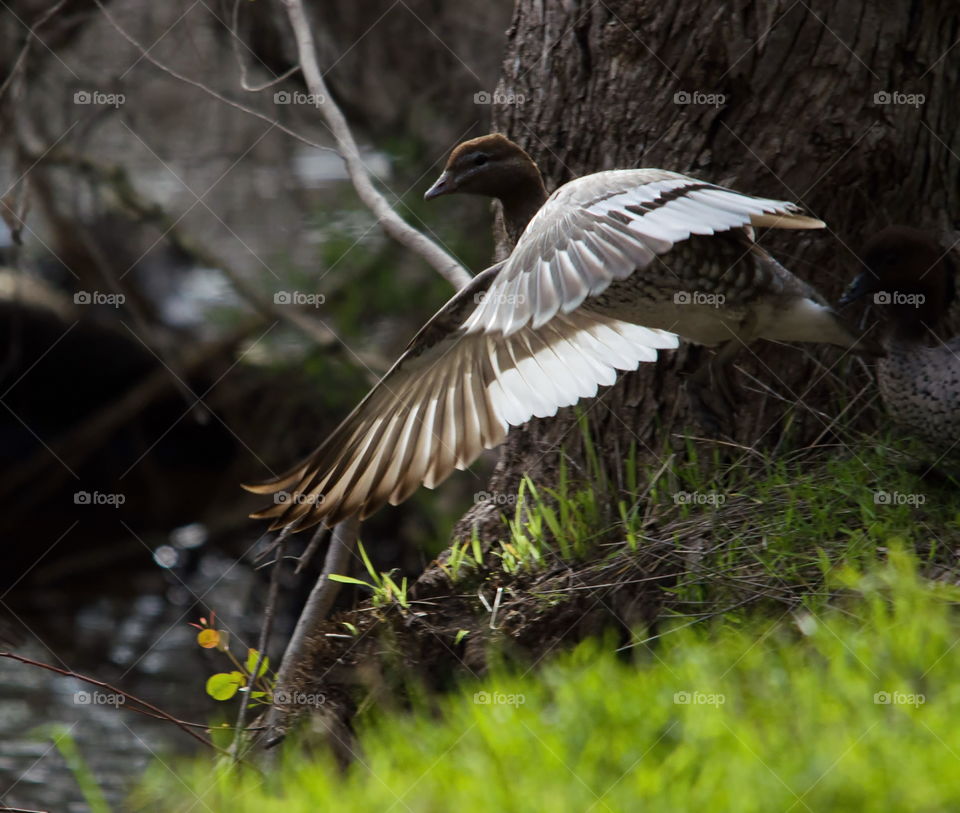Australian wood duck landing