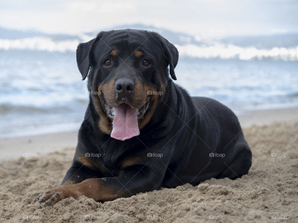 Dog resting on the beach