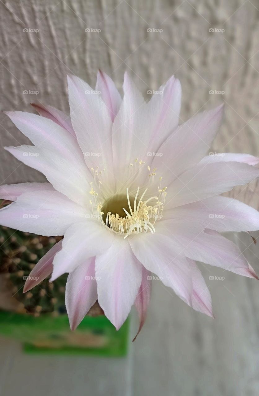 cactus flowers beautiful texture background