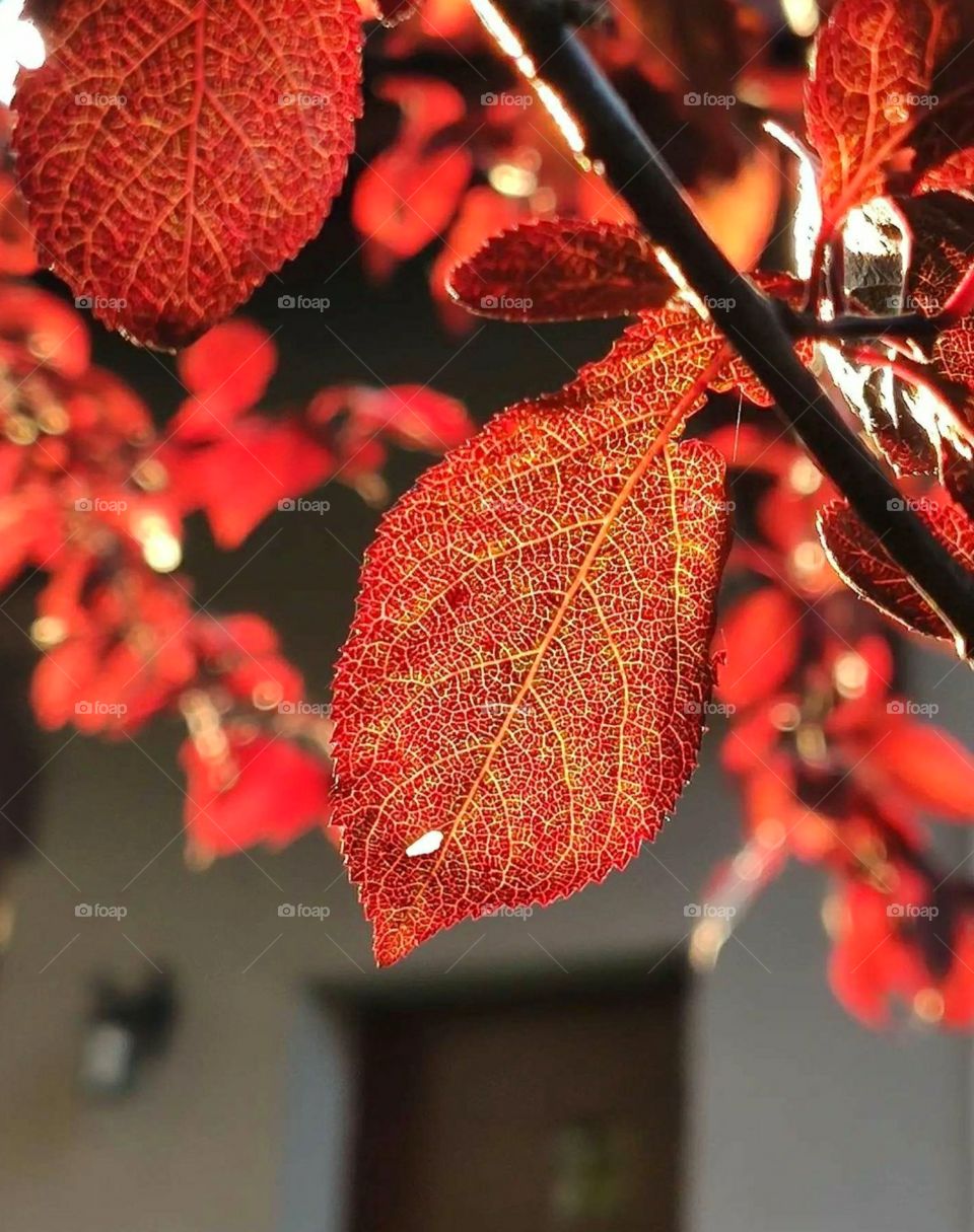 leaf illuminated by the light of sunrise ❤️