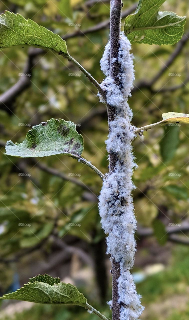 Wool Apple aphids ; parasitic inhibitions