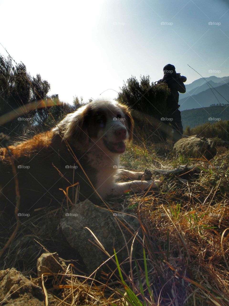 Birdwatching with dog