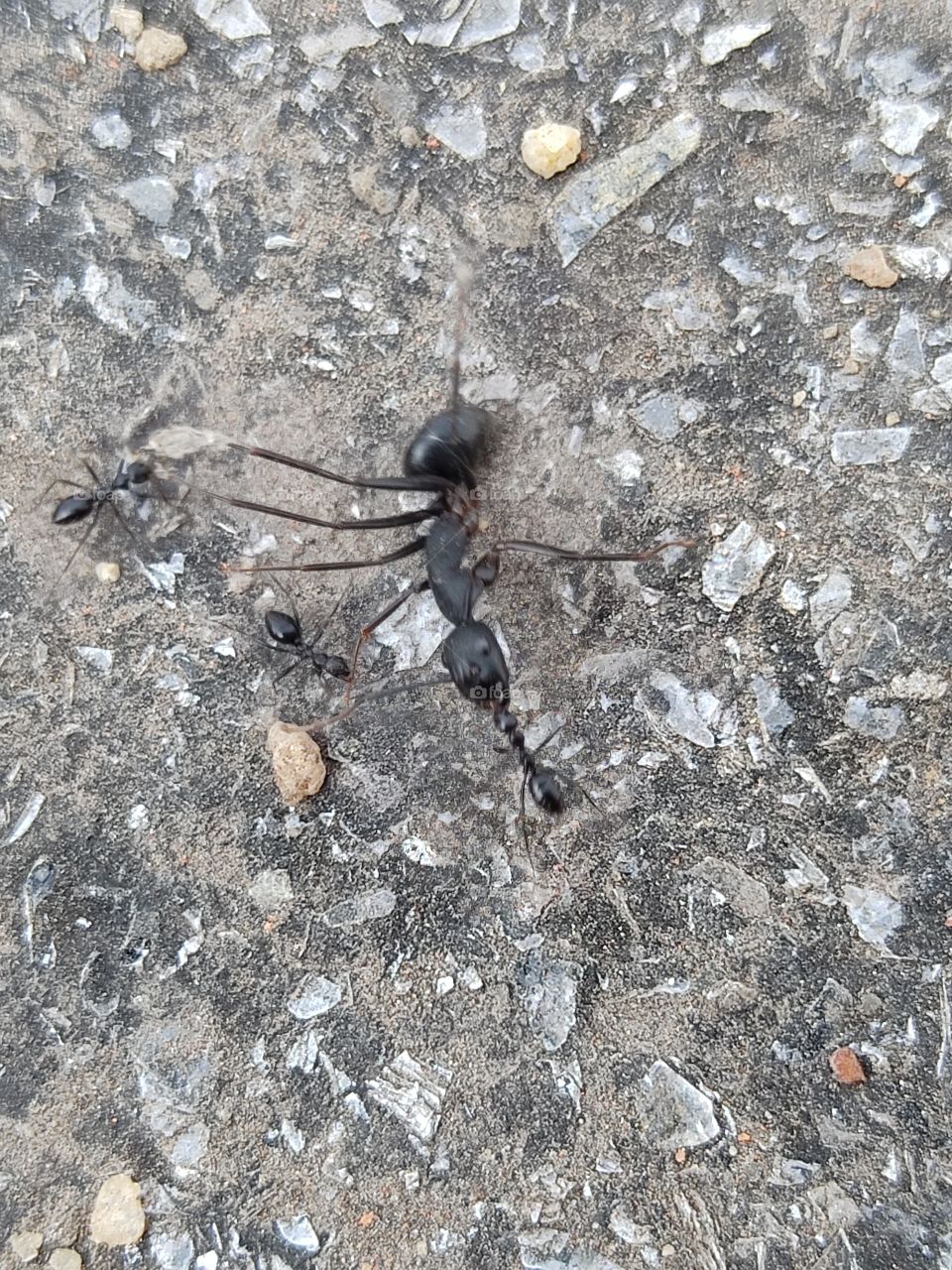 Small 🐜🐜🐜ants and big 🐜ant.