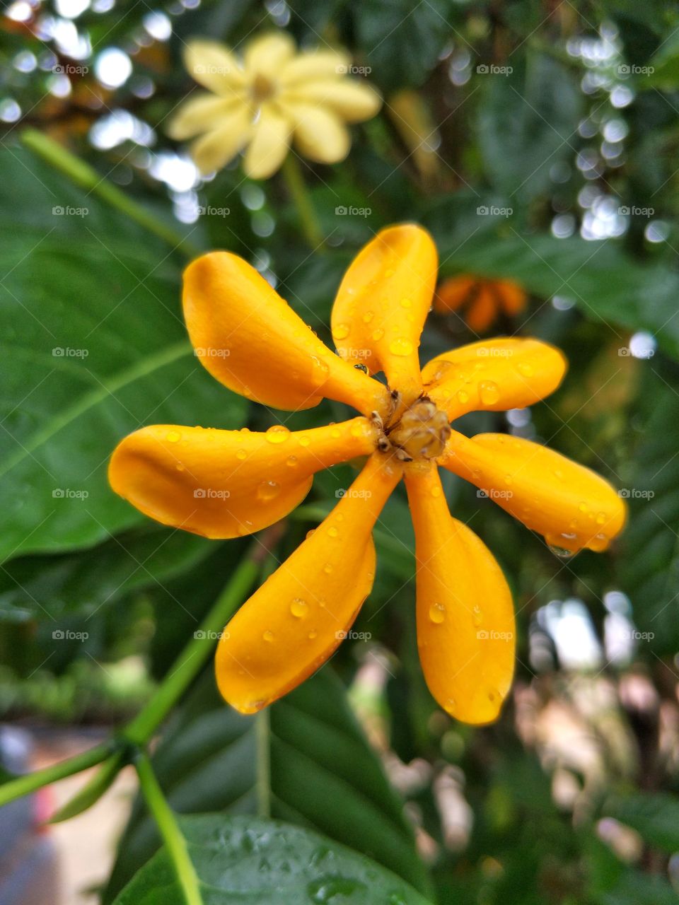 Beautiful yellow flower.