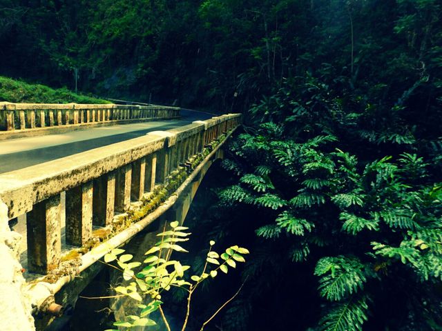 Bridge to jungle
