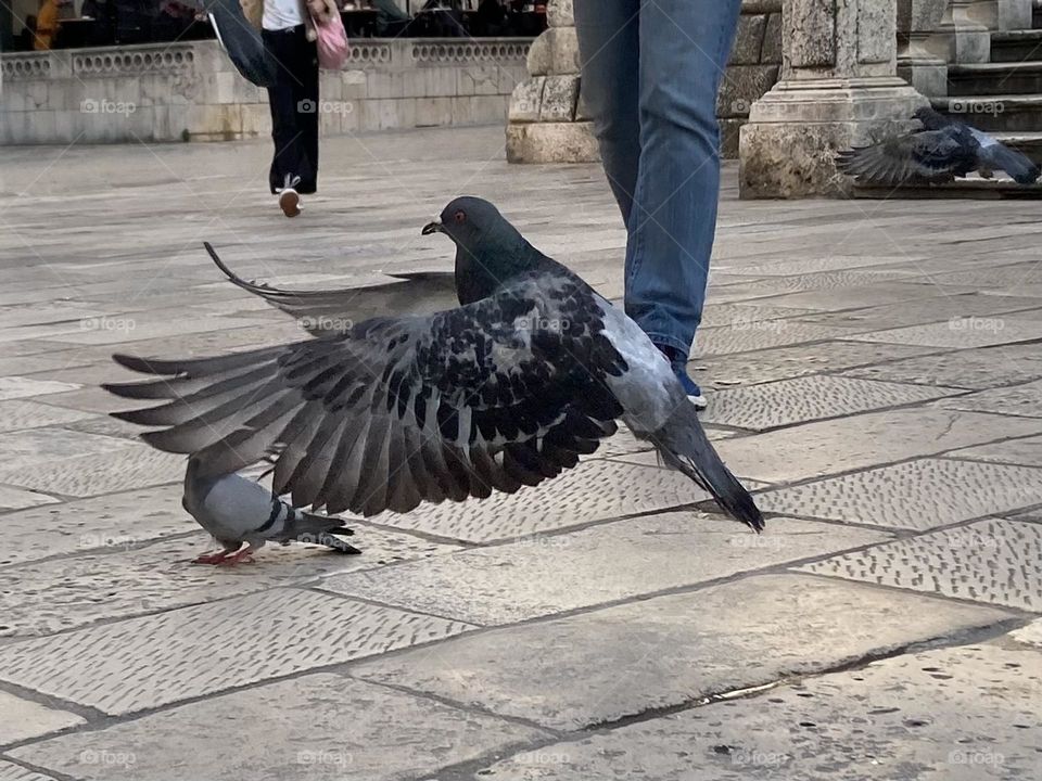 A city bird spreads its wings as it takes off in flight. 