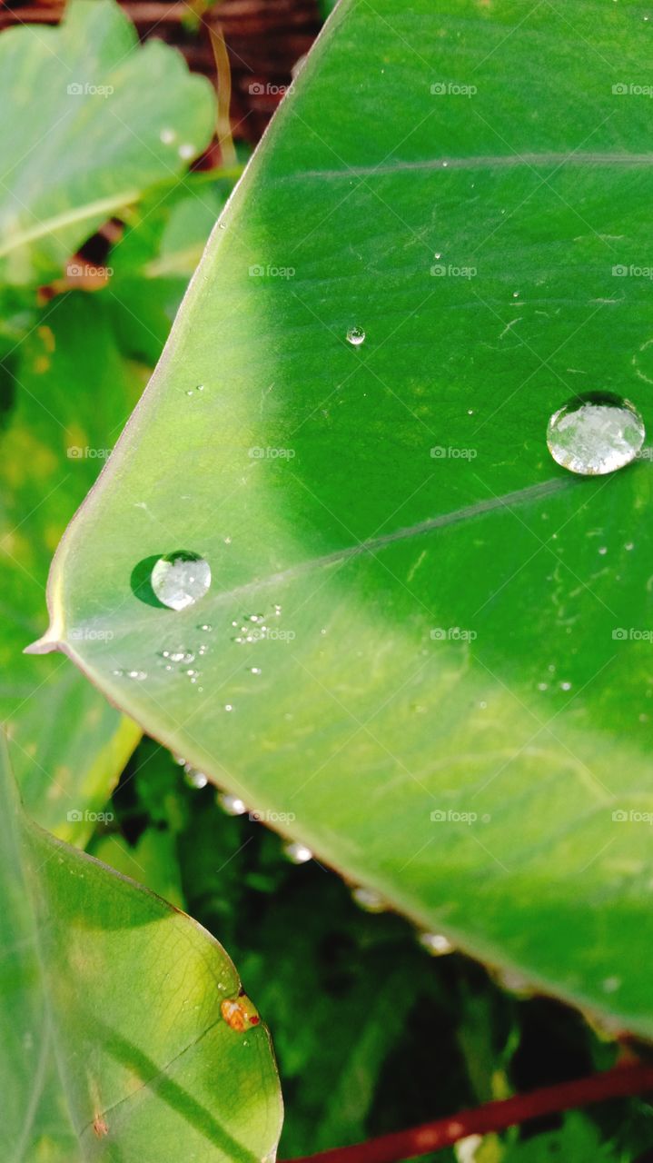 The view of drops upon a leaf...