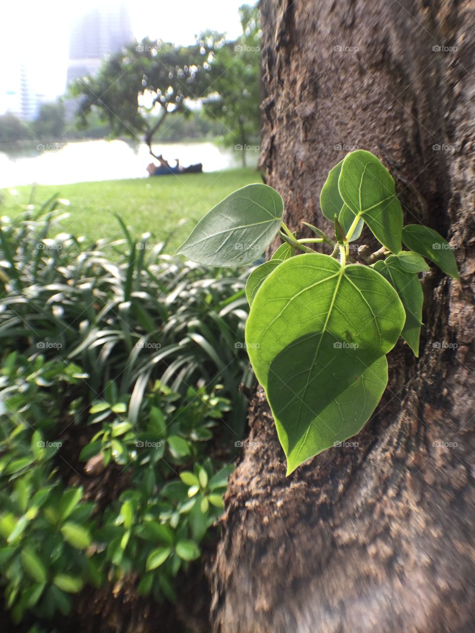 Plant Parasite 